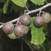 Ziziphus xylopyrus (Retz.) Willd.
